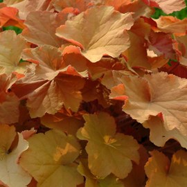 6 x heuchère  - heuchera 'caramel'  - godet 9x9 cm