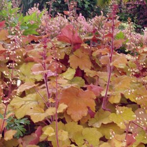 6 x heuchère  - heuchera 'caramel'  - godet 9x9 cm