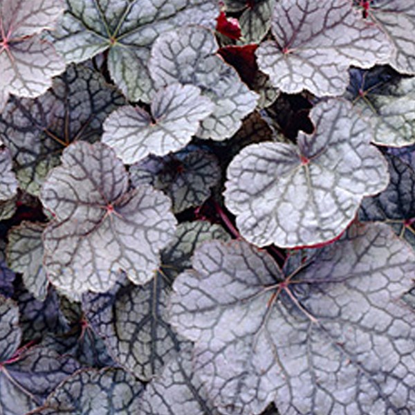 6 x heuchère - heuchera 'cascade dawn' - godet 9x9 cm