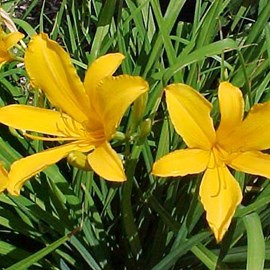 6 x lis d'un jour - hemerocallis citrina  - godet 9x9 cm