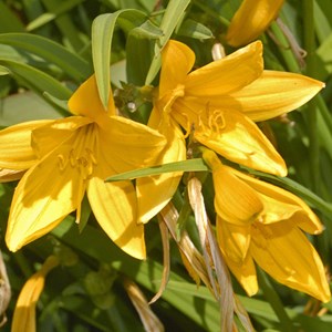 6 x lis d'un jour - hemerocallis citrina  - godet 9x9 cm