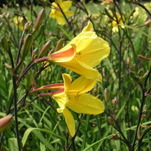 6 x lis d'un jour  - hemerocallis 'corky'  - godet 9x9 cm