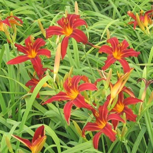 6 x lis d'un jour  - hemerocallis 'crimson pirate'  - godet 9x9 cm