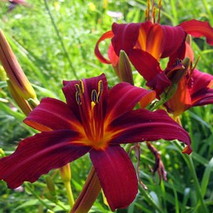 6 x lis d'un jour  - hemerocallis 'crimson pirate'  - godet 9x9 cm