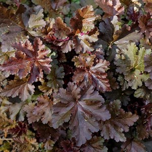 6 x heuchère  - heuchera 'chocolate ruffles'  - godet 9x9 cm