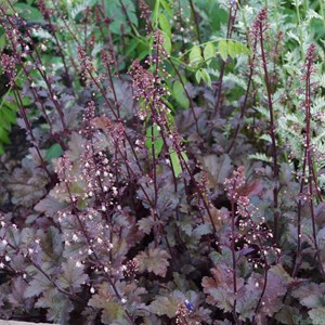 6 x heuchère  - heuchera 'chocolate ruffles'  - godet 9x9 cm