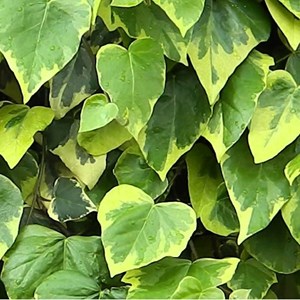 2 x lierres de colchide  - hedera colchica 'sulphur heart'  - 50-60 cm pot