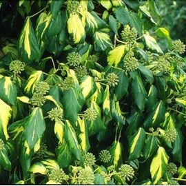 2 x lierres de colchide  - hedera colchica 'sulphur heart'  - 50-60 cm pot