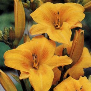 6 x lis d'un jour  - hemerocallis 'chicago sunrise'  - godet 9x9 cm