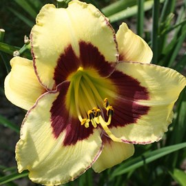 6 x lis d'un jour  - hemerocallis 'el desperado'  - godet 9x9 cm