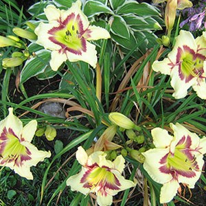 6 x lis d'un jour  - hemerocallis 'el desperado'  - godet 9x9 cm