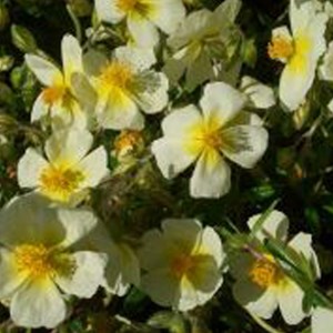 6 x hélianthème  - helianthemum 'elfenbeinglanz'  - godet 9x9 cm