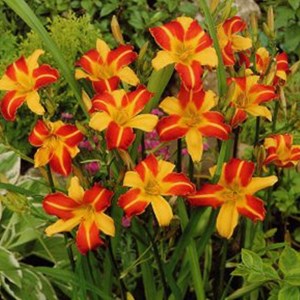 6 x lis d'un jour  - hemerocallis 'frans hals'  - godet 9x9 cm