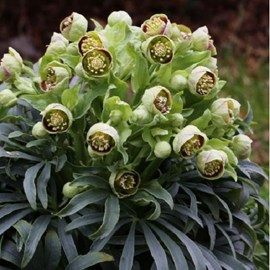 6 x hellébore fétide - helleborus foetidus  - godet 9x9 cm