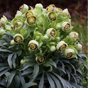 6 x hellébore fétide - helleborus foetidus  - godet 9x9 cm