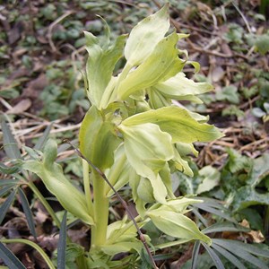 6 x hellébore fétide - helleborus foetidus  - godet 9x9 cm