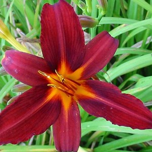 6 x lis d'un jour  - hemerocallis 'flaming sword'  - godet 9x9 cm