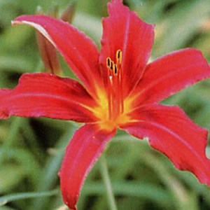 6 x lis d'un jour  - hemerocallis 'flaming sword'  - godet 9x9 cm