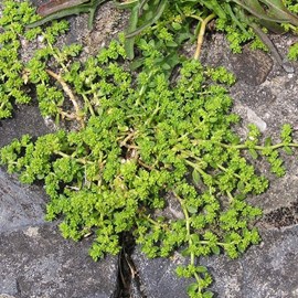 6 x herniaire, millegraine - herniaria glabra  - godet 9x9 cm