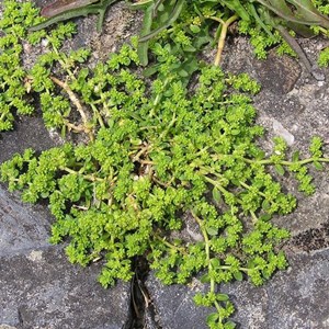 6 x herniaire, millegraine - herniaria glabra  - godet 9x9 cm