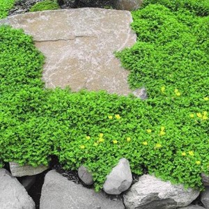 6 x herniaire, millegraine - herniaria glabra  - godet 9x9 cm