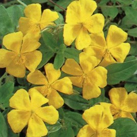 6 x hélianthème  - helianthemum 'golden queen'  - godet 9x9 cm