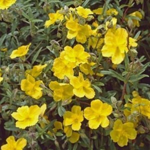 6 x hélianthème  - helianthemum 'golden queen'  - godet 9x9 cm