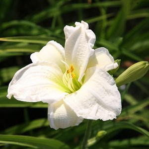 6 x lis d'un jour  - hemerocallis 'gentle shepherd'  - godet 9x9 cm