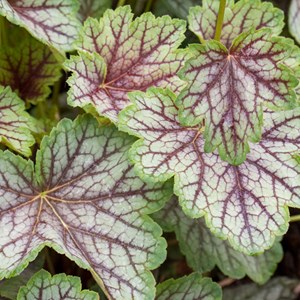 6 x heuchère  - heuchera 'green spice'  - godet 9x9 cm