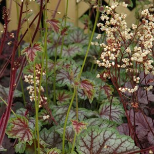 6 x heuchère  - heuchera 'green spice'  - godet 9x9 cm