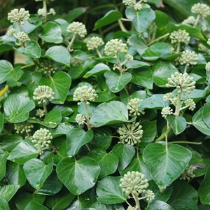 2 x lierre commun  - hedera helix 'arbori compact'  - 20-25 cm pot