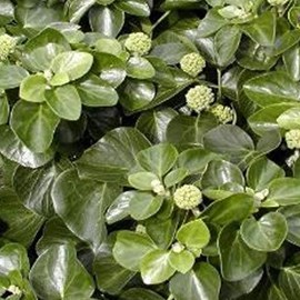 2 x lierre commun  - hedera helix 'arbori compact'  - 20-25 cm pot