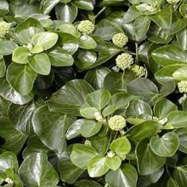Arborix - 2 x lierre commun  - hedera helix 'arbori compact'  - 20-25 cm pot