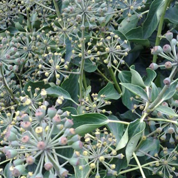 Hedera hélix - hedera helix 'arborescens' - 40-50 cm pot