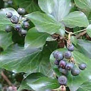 Hedera hélix  - hedera helix 'arborescens'  - 40-50 cm pot