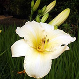 6 x lis d'un jour  - hemerocallis 'helle berlinerin'  - godet 9x9 cm