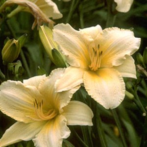 6 x lis d'un jour  - hemerocallis 'helle berlinerin'  - godet 9x9 cm