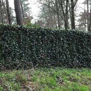 2 x lierre commun - hedera helix  - godet 9x9 cm