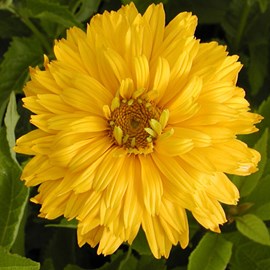 6 x héliopside  - heliopsis helianthoides 'goldgefieder'  - godet 9x9 cm