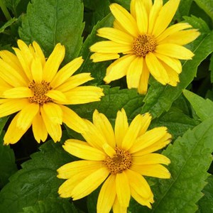 6 x héliopside  - heliopsis helianthoides 'goldgefieder'  - godet 9x9 cm