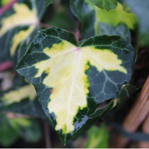 2 x lierre commun  - hedera helix 'goldheart'  - 50-60 cm pot