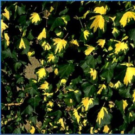 2 x lierre commun  - hedera helix 'goldheart'  - 50-60 cm pot