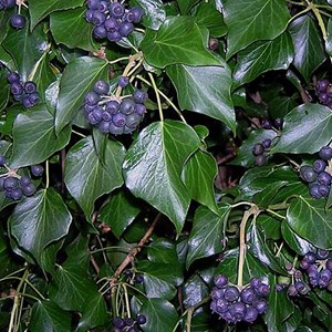 2 x lierre d'irlande - hedera hibernica  - godet 9x9 cm