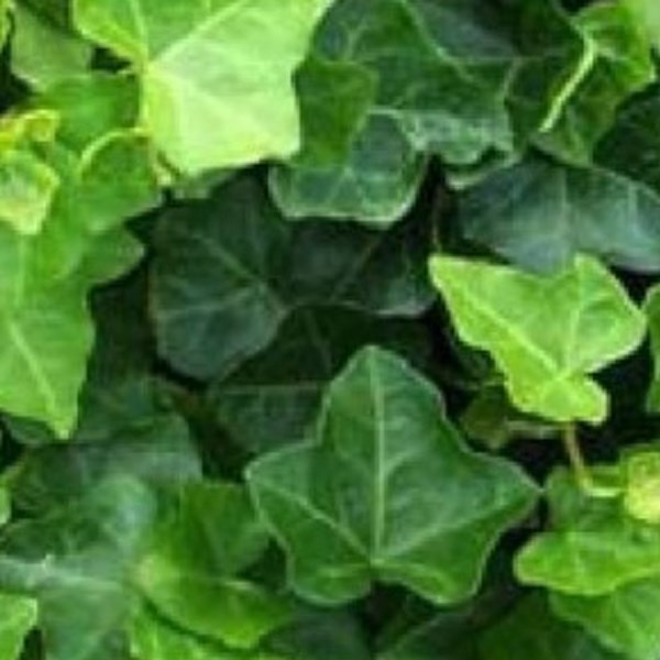 Arborix - 6 x lierre d'irlande - hedera hibernica  - godet 9x9 cm