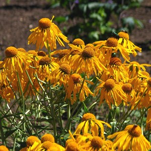 6 x hélénie de hoopes - helenium hoopesii  - godet 9x9 cm