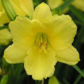 6 x lis d'un jour  - hemerocallis 'happy returns'  - godet 9x9 cm
