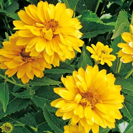 6 x héliopside  - heliopsis helianthoides 'summer sun'  - godet 9x9 cm