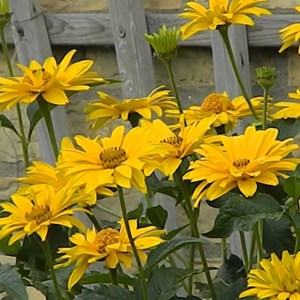 6 x héliopside  - heliopsis helianthoides 'summer sun'  - godet 9x9 cm