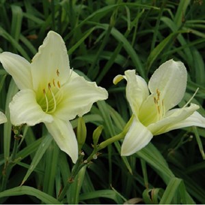 6 x lis d'un jour, hémérocalle  - hemerocallis 'ice carnival'  - godet 9x9 cm