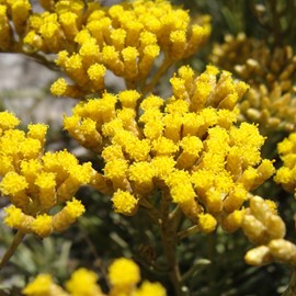 6 x immortelle à odeur de curry - helichrysum italicum  - godet 9x9 cm